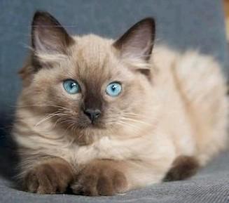 Raszuivere ragdoll kitten MET STAMBOOM! beschikbaar voor biedingen