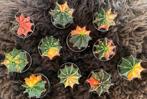 Gymnocalycium Mihanovichii 'Glow', Overige soorten, Ophalen of Verzenden, Minder dan 100 cm, Bloeiende kamerplant