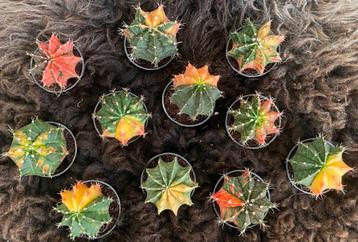 Gymnocalycium Mihanovichii 'Glow' beschikbaar voor biedingen