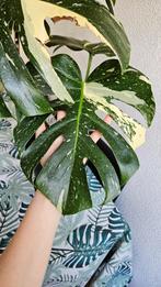 Monstera Thai Constellation, Huis en Inrichting, Overige soorten, 100 tot 150 cm, In pot, Ophalen