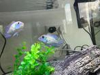 Acara electric blue, Vis, Zoetwatervis