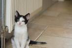 Zwart-witte kitten, Poes, Kortharig, 0 tot 2 jaar