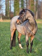 Kinder (sport) pony, Dieren en Toebehoren, Pony's, Ruin