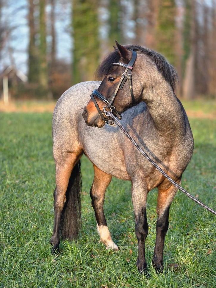 Kinder (sport) pony, Dieren en Toebehoren, Pony's, Ruin