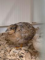 Chinese dwergkwartels, Dieren en Toebehoren, Meerdere dieren, Overige soorten