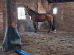 Te koop 9-jarige KWPN merrie, Allrounder, Dieren en Toebehoren, Paarden, Merrie, Springpaard, 7 tot 10 jaar, 165 tot 170 cm