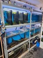 Aquarium stelling compleet, Ophalen, Gebruikt, Leeg aquarium