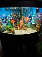 Aquarium van 180 liter, Dieren en Toebehoren, Vissen | Aquaria en Toebehoren, Ophalen, Zo goed als nieuw, Leeg aquarium