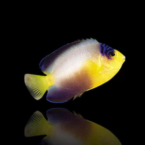 Centropyge Multicolour - Gevlekte Dwergkeizer, Dieren en Toebehoren, Vissen | Aquaria en Toebehoren, Zo goed als nieuw, Overige typen
