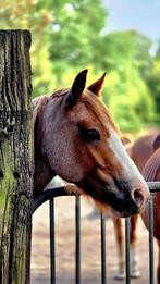 Bijrijder/halve stal gezocht, Dieren en Toebehoren, Paarden en Pony's | Overige Paardenspullen, Ophalen of Verzenden, Nieuw, Overige soorten