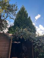 Gratis Levensboom, Tuin en Terras, Planten | Bomen, Ophalen, Herfst, Overige soorten, 400 cm of meer