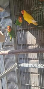 Mooie vogels, Dieren en Toebehoren