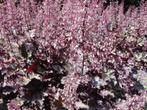 heuchera palace purple, Ophalen, Bodembedekkers, Volle zon, Vaste plant