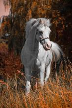Lieve welsh pony, Dieren en Toebehoren, Pony's, Ruin, Recreatiepony