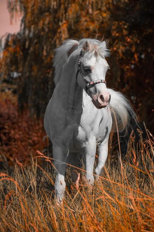 Lieve welsh pony, Dieren en Toebehoren, Pony's, Ruin, Recreatiepony