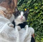 Siberische boskat kittens poesjes kitten zwarte kater, Dieren en Toebehoren, Katten en Kittens | Raskatten | Langhaar, Meerdere dieren