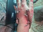 Baby baardagamen, Amfibie, Tam, 0 tot 2 jaar