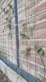 Plantengaas 40 cm x 180 cm gaasmat planten b.v. rozen gaas, Ophalen of Verzenden, Nieuw, Minder dan 10 meter, Gaas