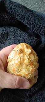 Pacman Kikker, Dieren en Toebehoren, Reptielen en Amfibieën