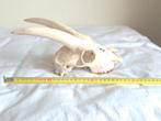 TE KOOP dierenschedels, KOE, GEIT en HOND, Ophalen of Verzenden, Gebruikt, Boerderijdier, Schedel