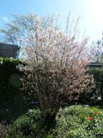 Krentenboompje, witte bloemen, najaar rood/bruin blad, Volle zon, Lente, Minder dan 100 cm, Overige soorten