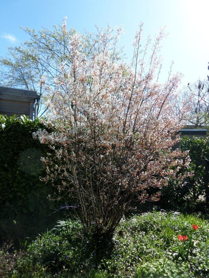 Krentenboompje, witte bloemen, najaar rood/bruin blad, Tuin en Terras, Planten | Bomen, Overige soorten, Minder dan 100 cm, Volle zon