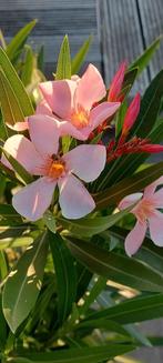 Nerium oleander Soleil Levant,  Abrikooskleurige bloei., Ophalen of Verzenden, Zomer, Overige soorten, Volle zon