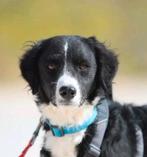 GaGa Animal Care - LOUIE (kan al snel naar NL komen), Dieren en Toebehoren, Honden | Niet-rashonden, Particulier, Rabiës (hondsdolheid)