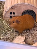 Cavia zeugje half jaar, Augustus, Vrouwelijk, Cavia