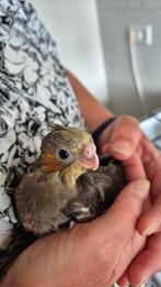 Super tamme baby valkparkiet, Geslacht onbekend, Parkiet, Pratend
