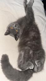 Lieve britse korthaar zoekt een warm en zorgzaam thuis, Dieren en Toebehoren, Katten en Kittens | Dekkaters