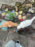 kat(ten) opzoek naar huisje met spoed zsm, Dieren en Toebehoren, Katten en Kittens | Raskatten | Korthaar, Meerdere dieren, Ontwormd