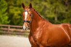 Dressuurtalent Shamrock Bij-S, Gechipt, Ruin, Dressuurpaard, 3 tot 6 jaar