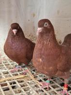 Nederlandse Hoogvlieger,, Dieren en Toebehoren, Vogels | Duiven, Meerdere dieren, Postduif