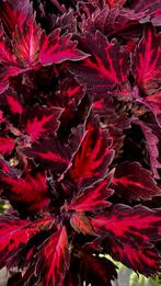 Coleus (siernetel), Tuin en Terras, Planten | Tuinplanten, Ophalen, Zomer, Volle zon