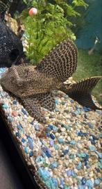 Zeilvin algeneter, Dieren en Toebehoren, Vis