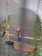 Majoor putters ( inclusief kooi), Meerdere dieren, Wildzangvogel