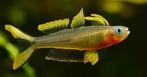regenboogzalm furcata € 2,75, Dieren en Toebehoren, Vis