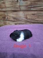 Jong cavia's Zeugjes en beertjes, Dieren en Toebehoren, Knaagdieren, Cavia, Meerdere dieren, Tam, Oktober