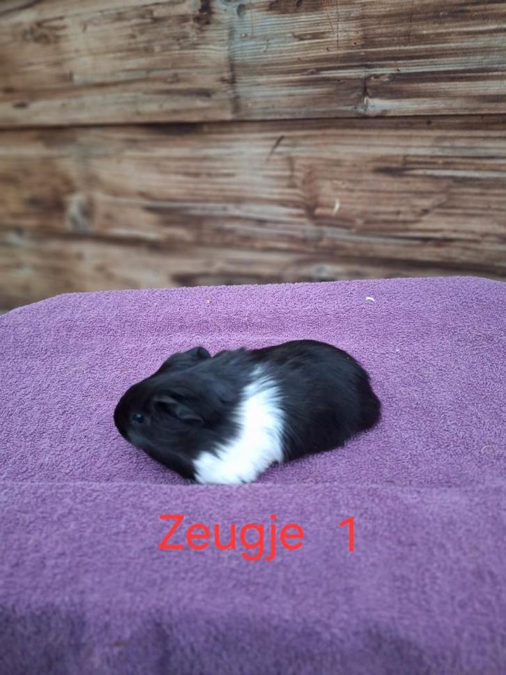 Jong cavia's Zeugjes en beertjes, Dieren en Toebehoren, Knaagdieren, Meerdere dieren, Cavia, Oktober, Tam