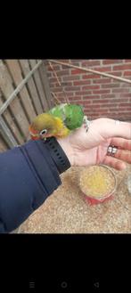 Baby dwergpapagaaien voor handtam, Dieren en Toebehoren, Vogels | Parkieten en Papegaaien, Geslacht onbekend, Dwergpapegaai of Agapornis