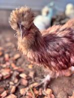 Zijdehoen haantje, Dieren en Toebehoren, Pluimvee, Mannelijk, Kip