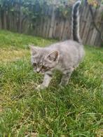 Britse Korthaar X Scottish Fold, Dieren en Toebehoren, Kater