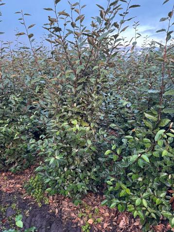 Olijfwilgen. Elaeagnus ebbingei. 200 cm beschikbaar voor biedingen