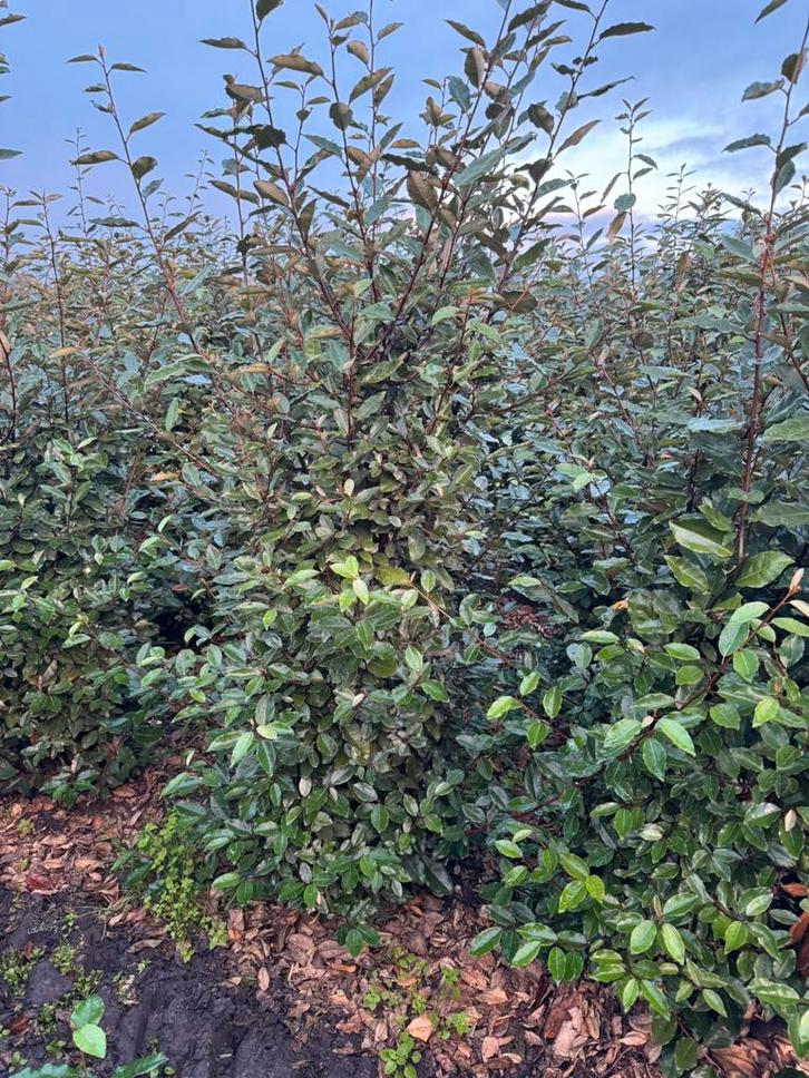Olijfwilgen. Elaeagnus ebbingei. 200 cm, Tuin en Terras, Planten | Struiken en Hagen, Overige soorten, 100 tot 250 cm, Ophalen of Verzenden