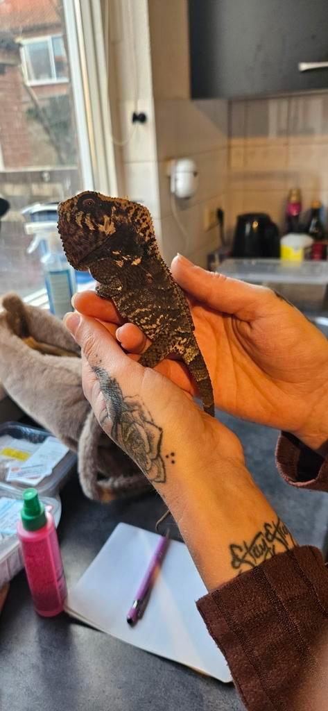 Helmleguaan- Corytophanes cristatus, Dieren en Toebehoren, Reptielen en Amfibieën, Hagedis, 0 tot 2 jaar, Met terrarium