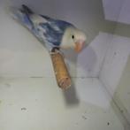 Fischeri, Dieren en Toebehoren, Vogels | Parkieten en Papegaaien, Geslacht onbekend, Dwergpapegaai of Agapornis, Geringd