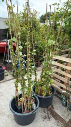 Kamperfoelie 4 kleuren goedvertakt 150 cm nu 8,95 op is op, Ophalen, Volle zon, Vaste plant, Klimplanten