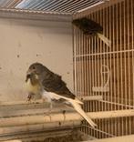 Fiorino, Dieren en Toebehoren, Meerdere dieren