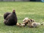 Loopeenden (3 tot 4 weken oud), Dieren en Toebehoren, Meerdere dieren, Eend